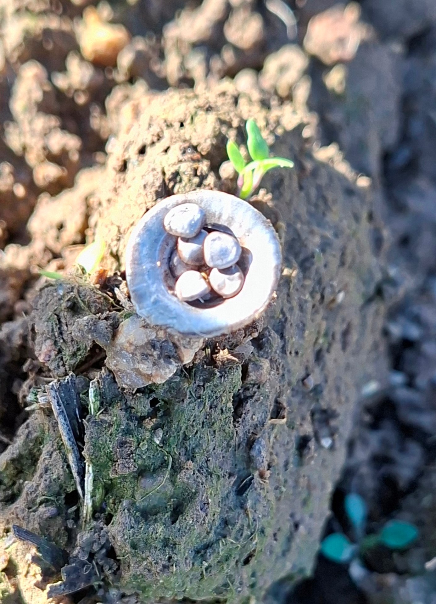 Opět na kameny k Dolním Borům